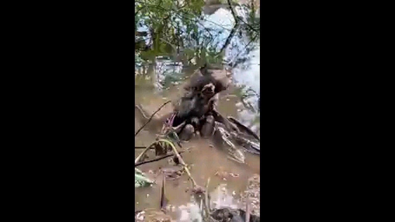 What did the fish hunt?