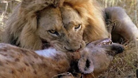 Lion King vs 30 Hyenas! Rare KILL!