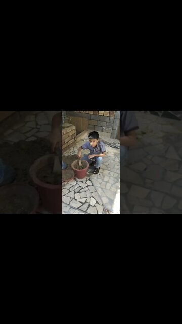 My Son Planting chilies Seed #dailyhackness #ytshorts #planting #chili #challenges #doityourself