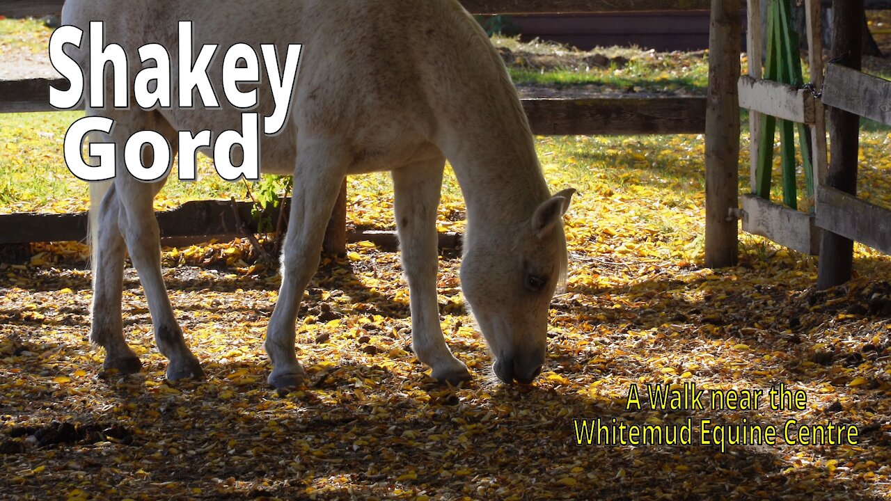 A Walk near the Whitemud Equine Learning Centre