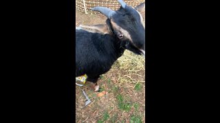 Goats Love apples!