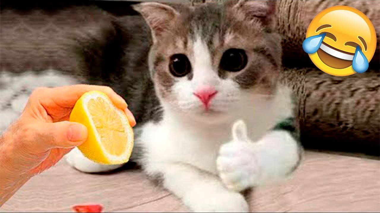 Baby Cats - Cute And Funny Cat Videos Compilation