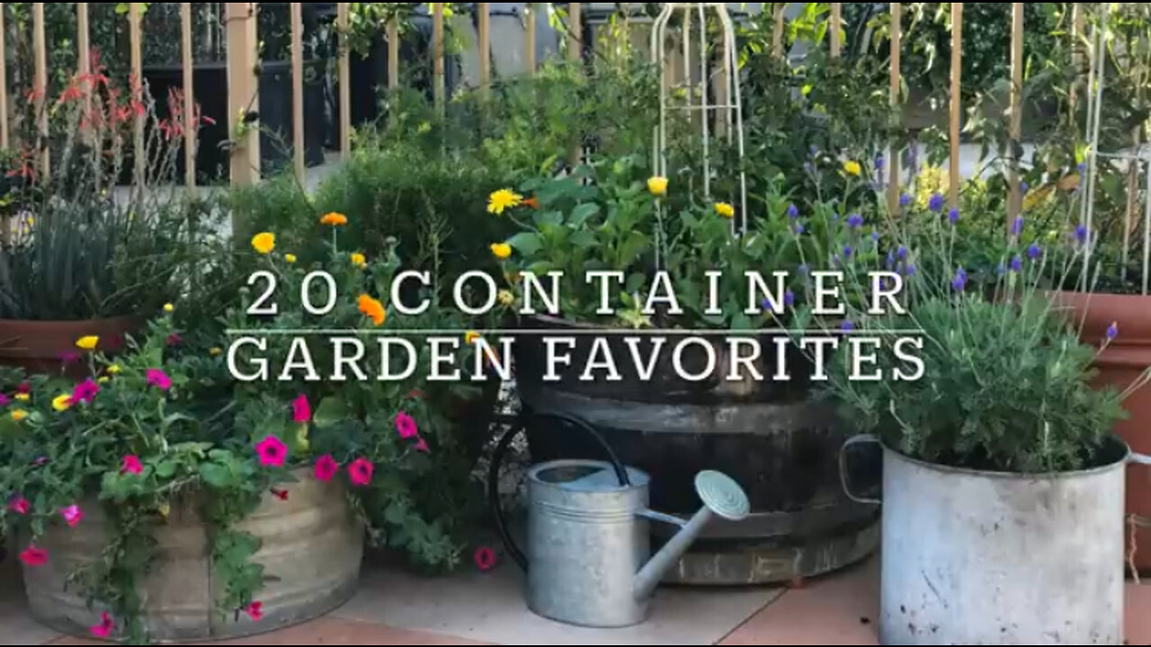 20 BEST Vegetables, Fruits & Herbs for CONTAINER GARDENING