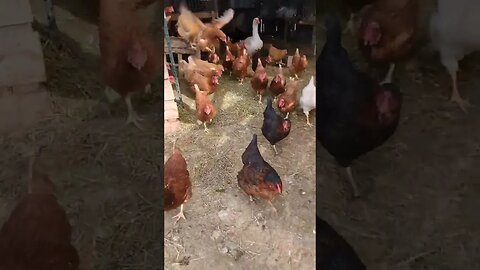 #shorts #goodmorning