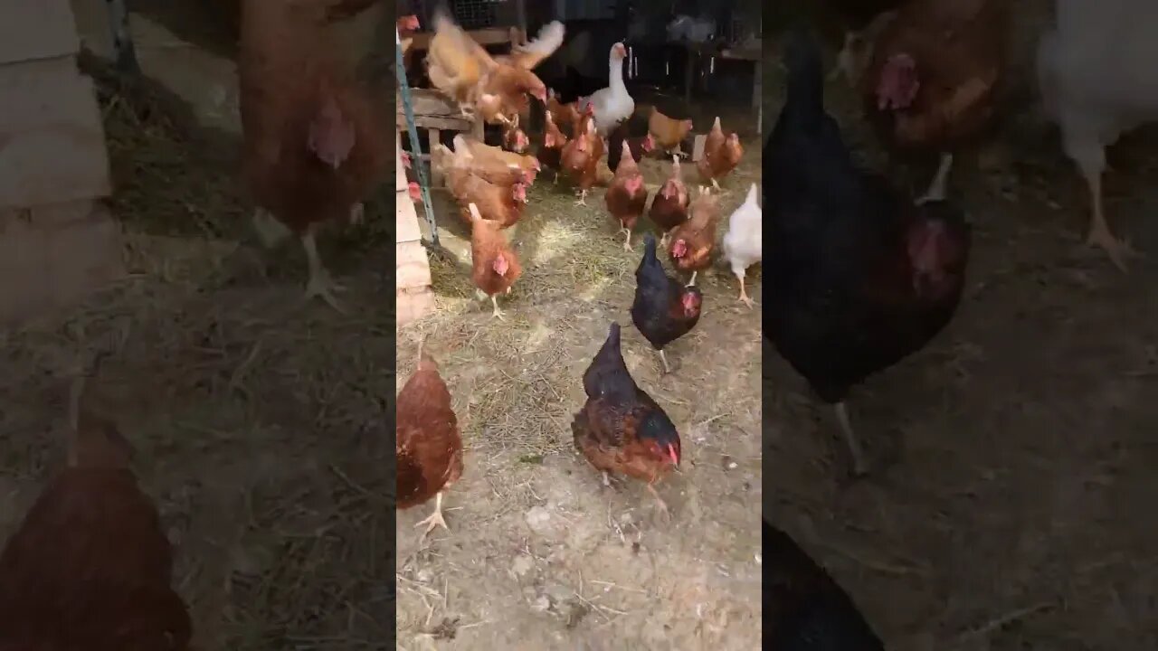 #shorts #goodmorning