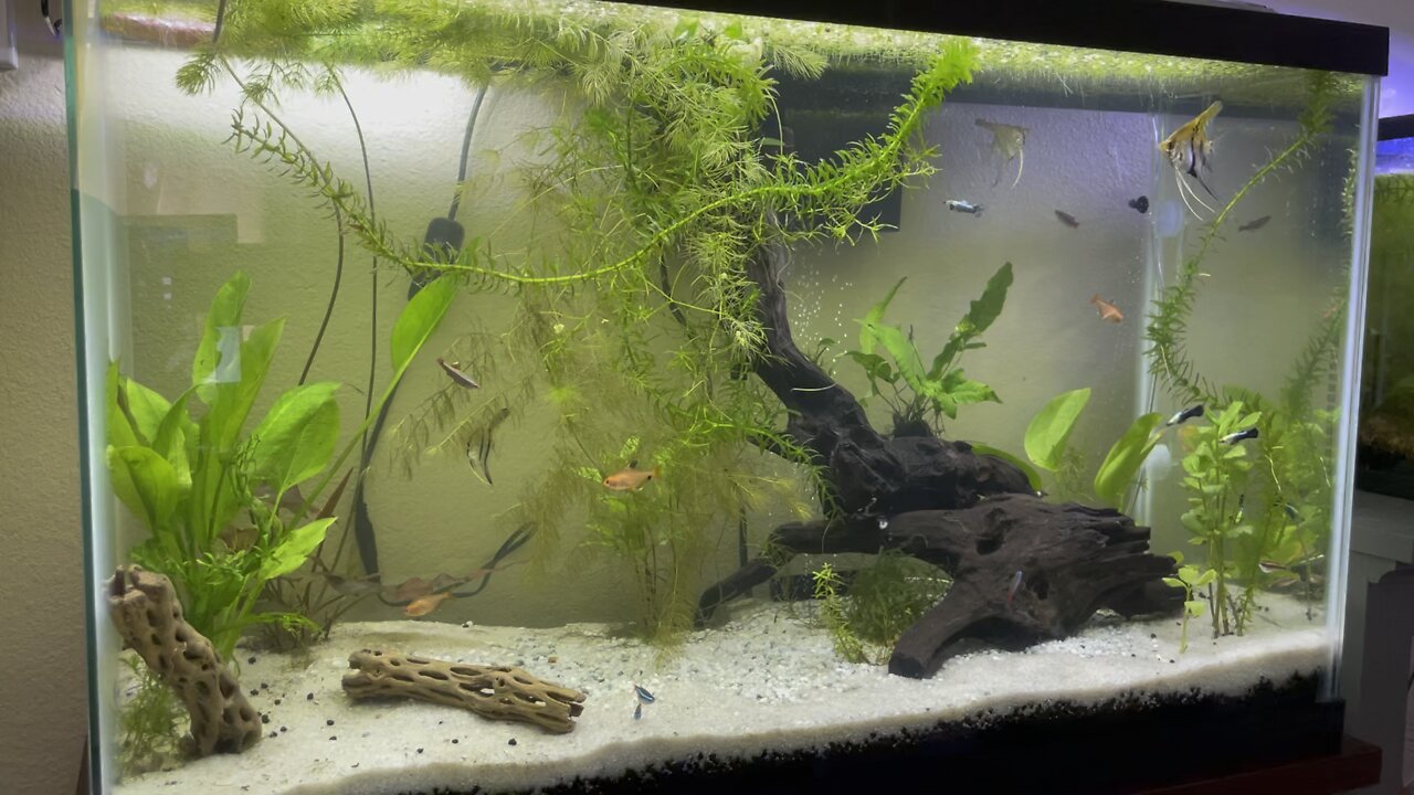 29G fish tank with Angelfish, Tetra, Guppy, and Minnow