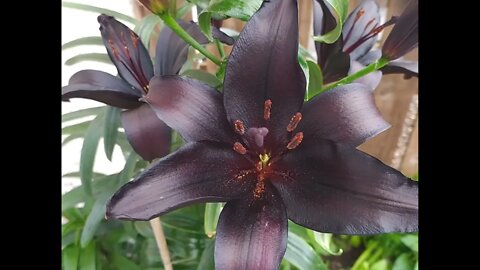 Black lily