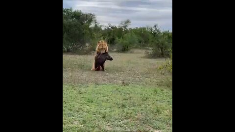 Male Lion Drags Massive Warthog Kill Hyenas Hot On His Trail