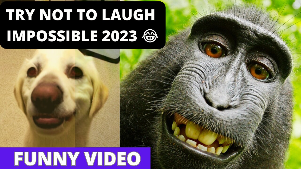 Try not to laugh impossible 2023 😆|| Dog Funny Video🥶😂 #shorts #Funny #virel