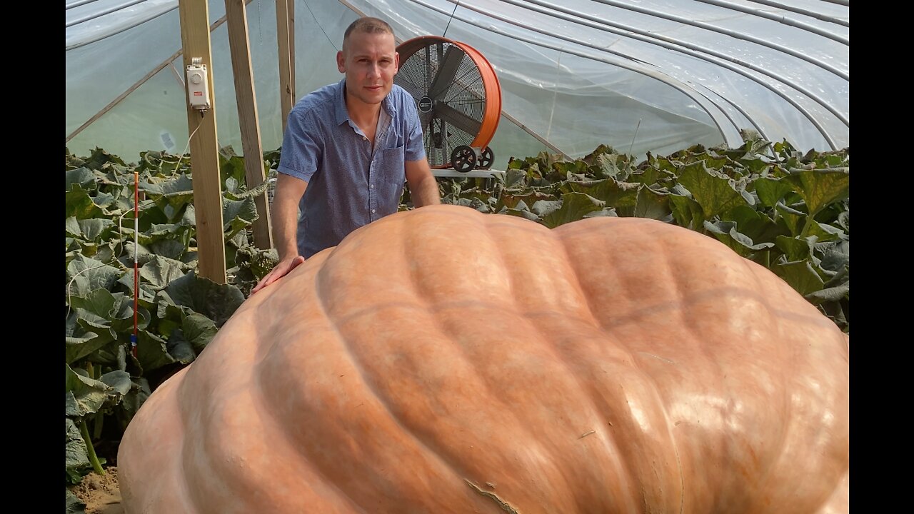 Oh my gourd! Could this giant pumpkin in Waterford break records?