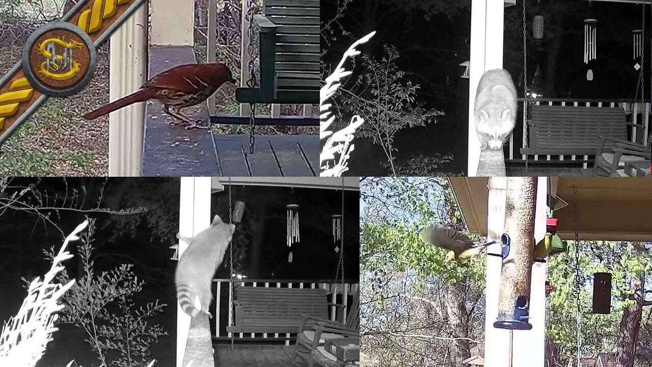 Trailcam (2) Viewing Bird Feeders 2 days 2 nights iZeeker IG600 Dual Lens