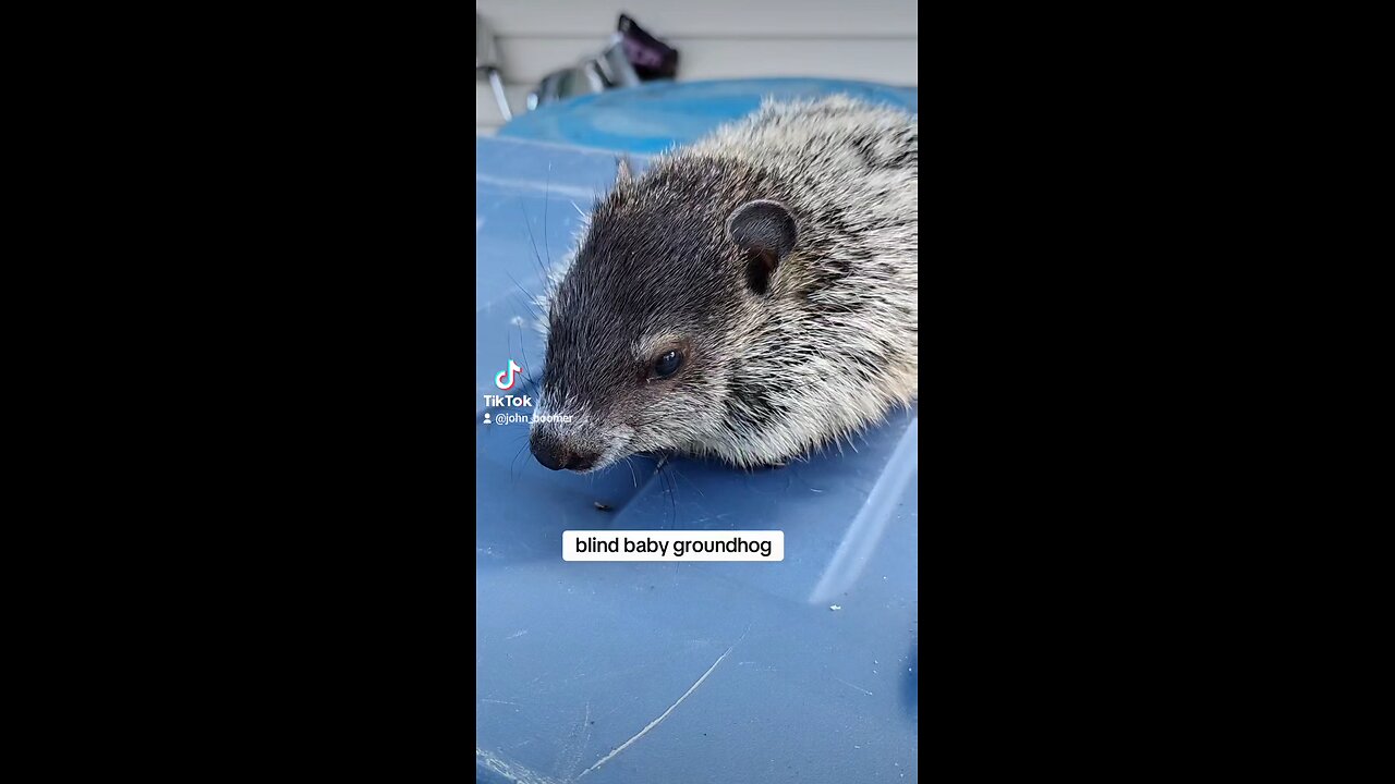 baby groundhog is blind