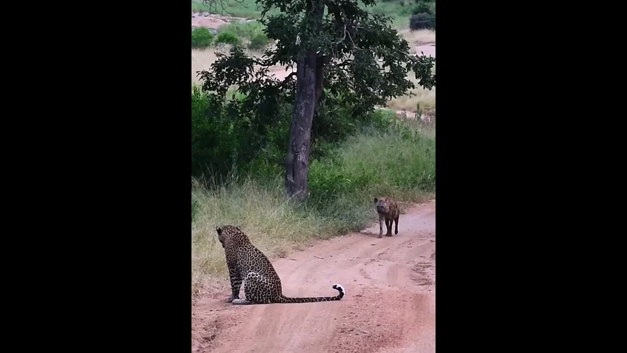 Hyena Makes Big Loop Around Leopard