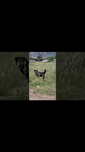 Jogger Encounters Wild Dogs In Greece (watch until the end) #fitness #dogs #animals #scary #greece