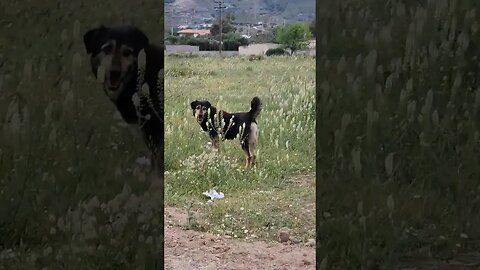 Jogger Encounters Wild Dogs In Greece (watch until the end) #fitness #dogs #animals #scary #greece