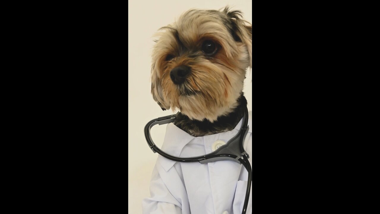 The Funniest dog doctor....