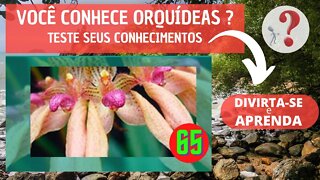 65 - VOCÊ CONHECE ORQUIDEAS ? QUAL O NOME DESSA ORQUIDEA?DIVIRTA-SE IDENTIFICANDO ESSA ORQUÍDEA