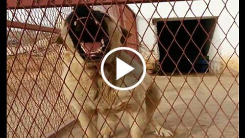 Malakli Sheherd Dog