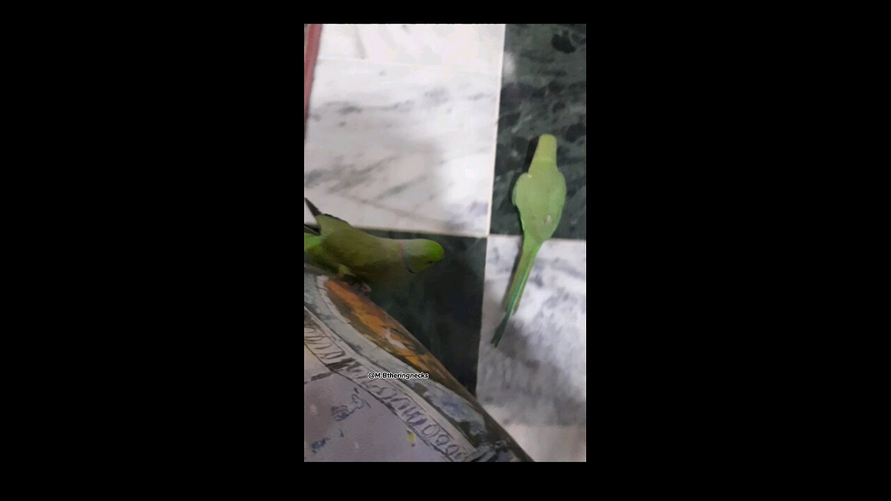 Indian ringneck enjoys chasing birdie