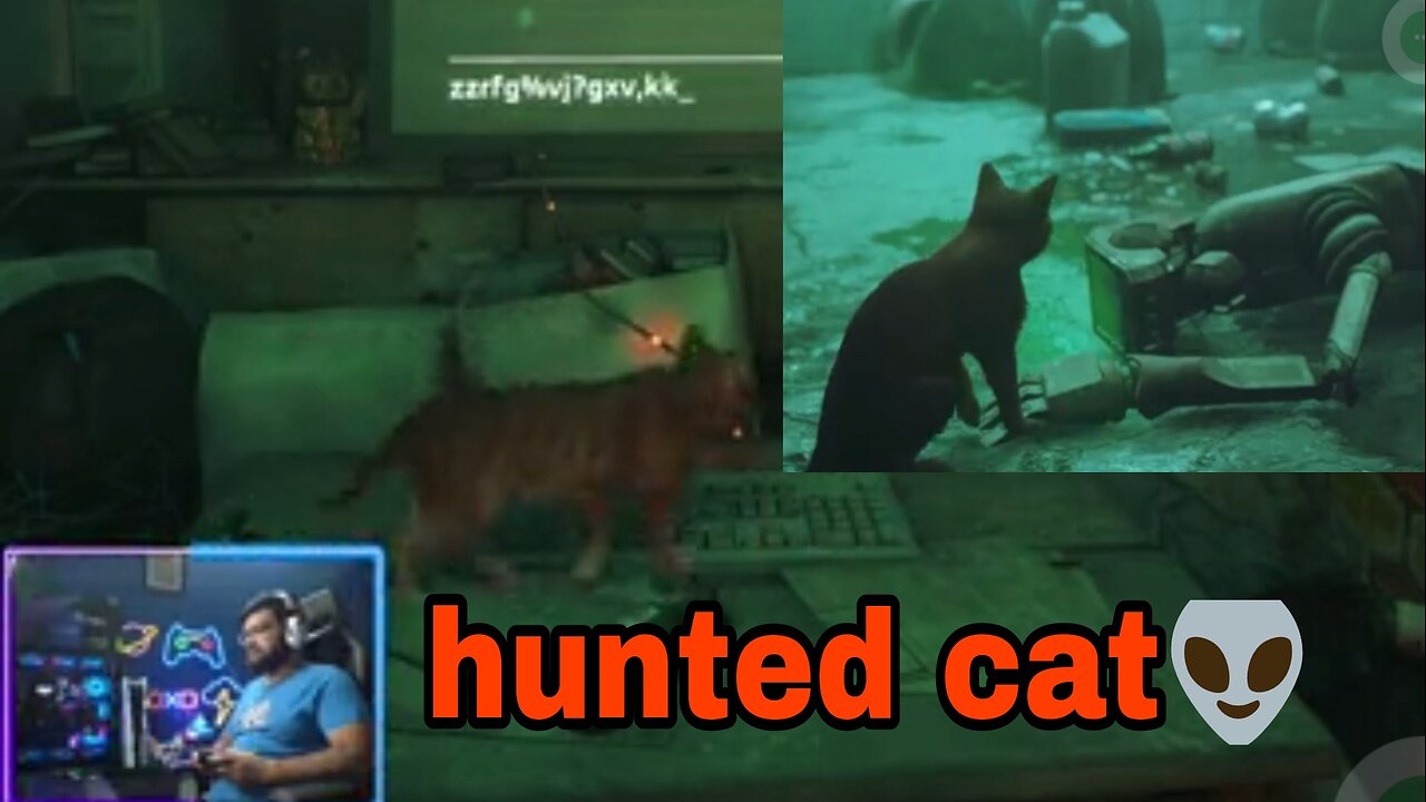 Hunter cat