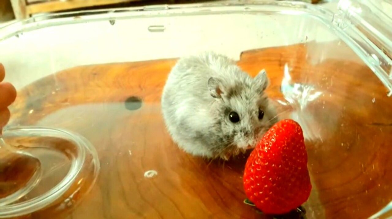 Funny Hamster Strawberry Challenge