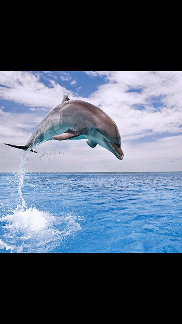 Beautiful dolphin #video