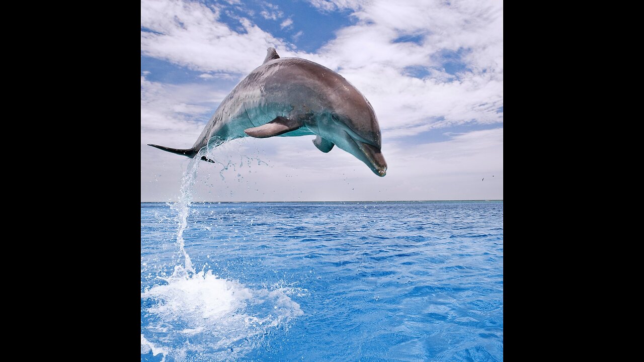 Beautiful dolphin #video