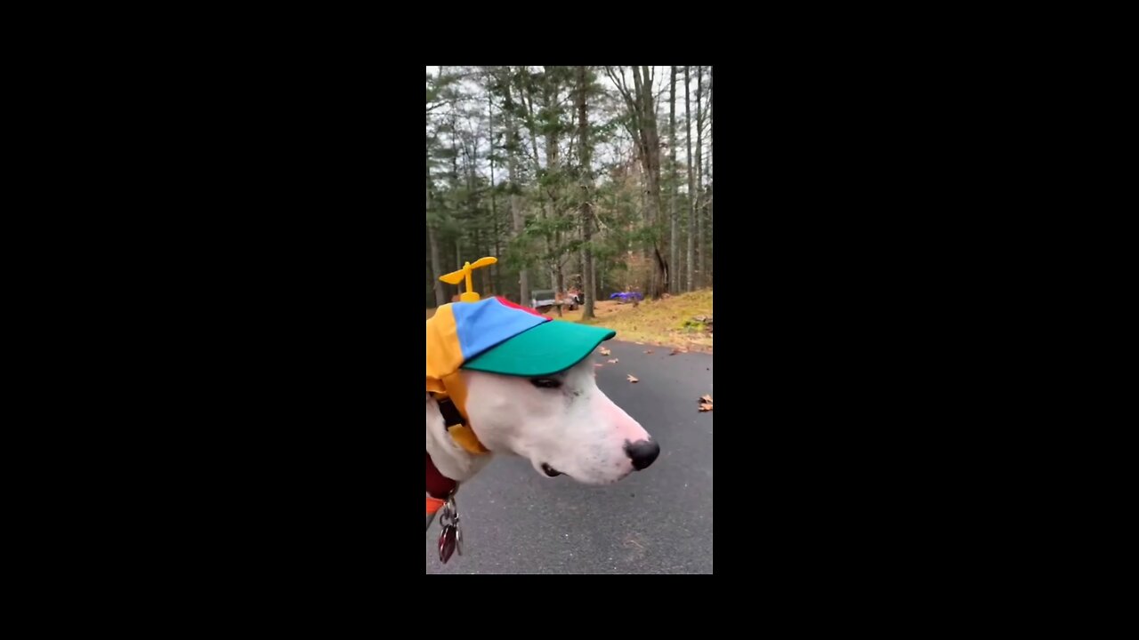 Try not to laugh #funny animals