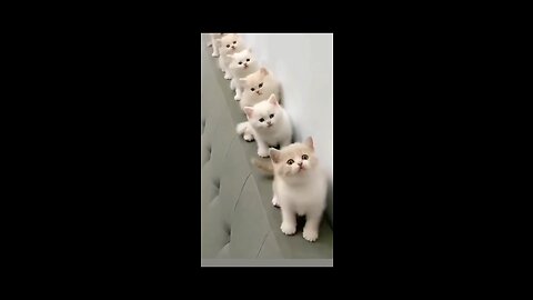 Beautiful cats dancing