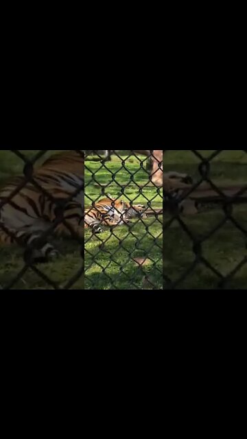 Tiger cubs are adorable