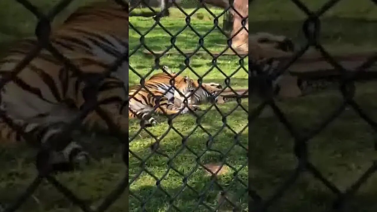 Tiger cubs are adorable