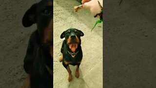 ROTTWEILER 😱😱😱😱😱😱😱🔥#rottweiler #viral #shorts #dog #animals #action