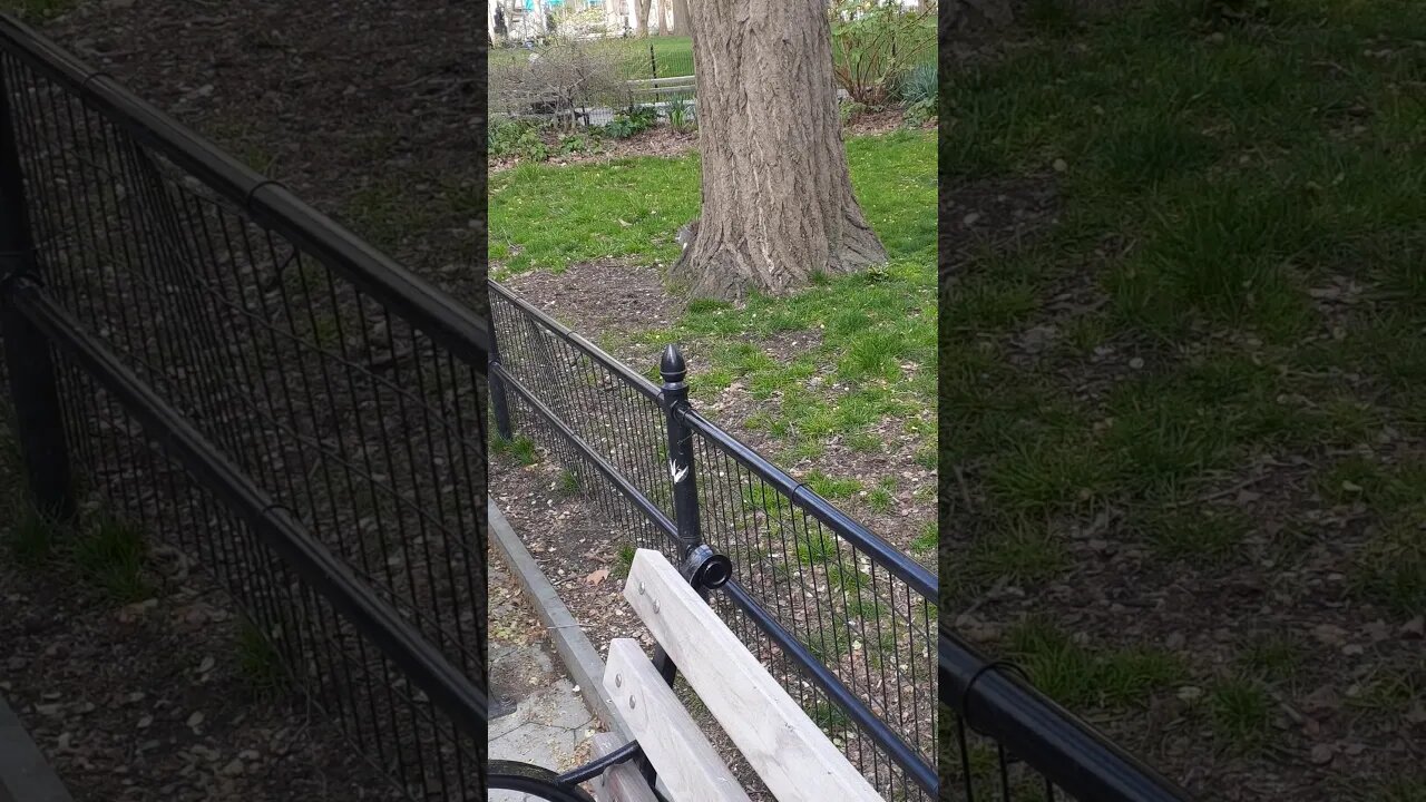 Feeding crazy squirrels at Madison Square Park in New York City