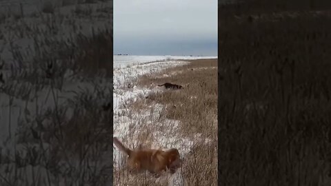 That was SOO Close!!! #pheasantseason #pheasant #goldenretriever #shorts