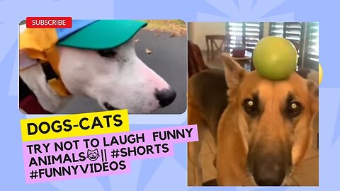 Try not to laugh oh my dogs🤣 Funny animals😹‖ #shorts #funnyvideos