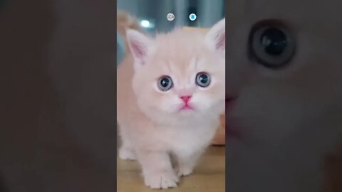 funny cat videos | cute cat videos| cute animals funny cats #shorts #shortsfunny #cutecat #funnycat
