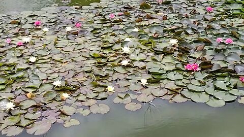 Water Lillys in full bloom