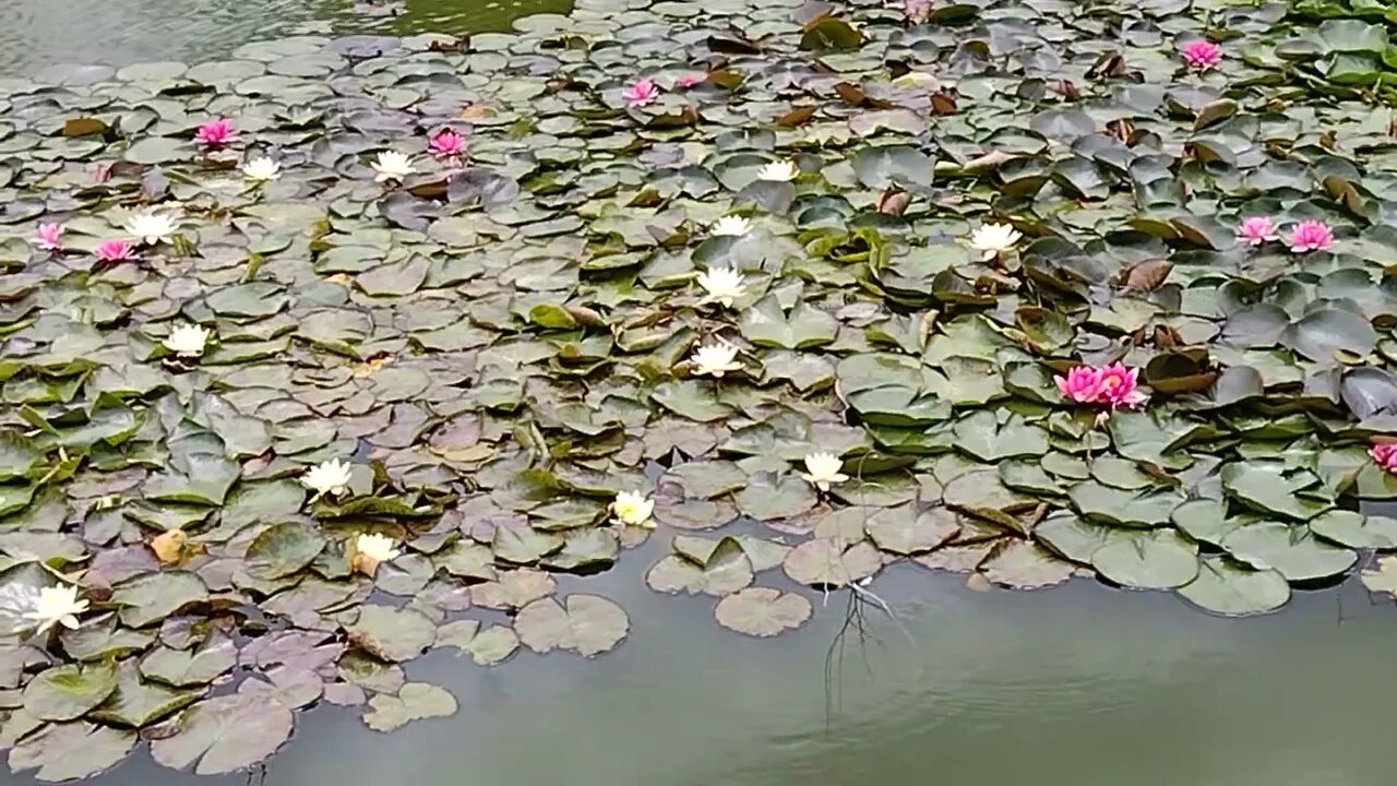 Water Lillys in full bloom