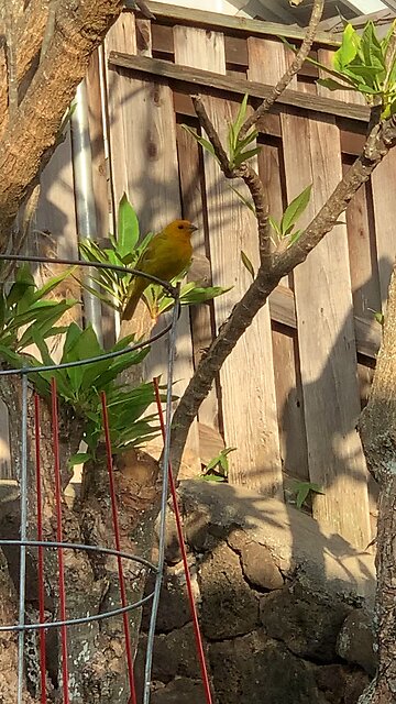 Saffron Finch or Canary