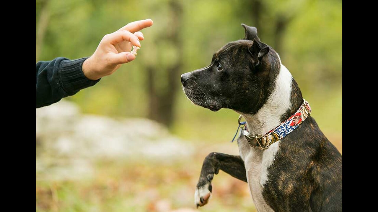 How to train your Puppy. The FIRST 5 Things To Teach Any Puppy!