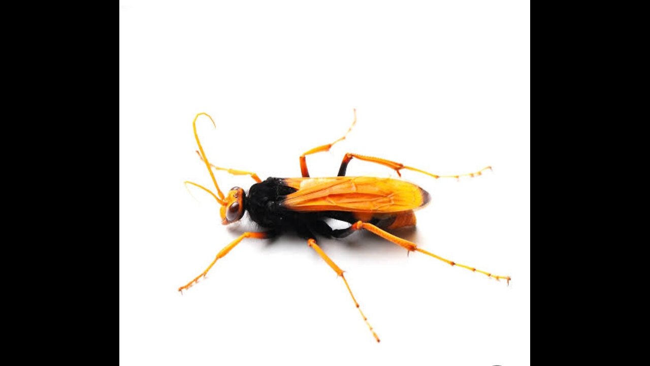 Tarantula Hawk Australia