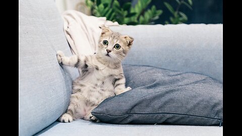 Cat videos cat is beautiful and workout 😄😍