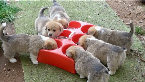 Willow's Litter 41 Days Old