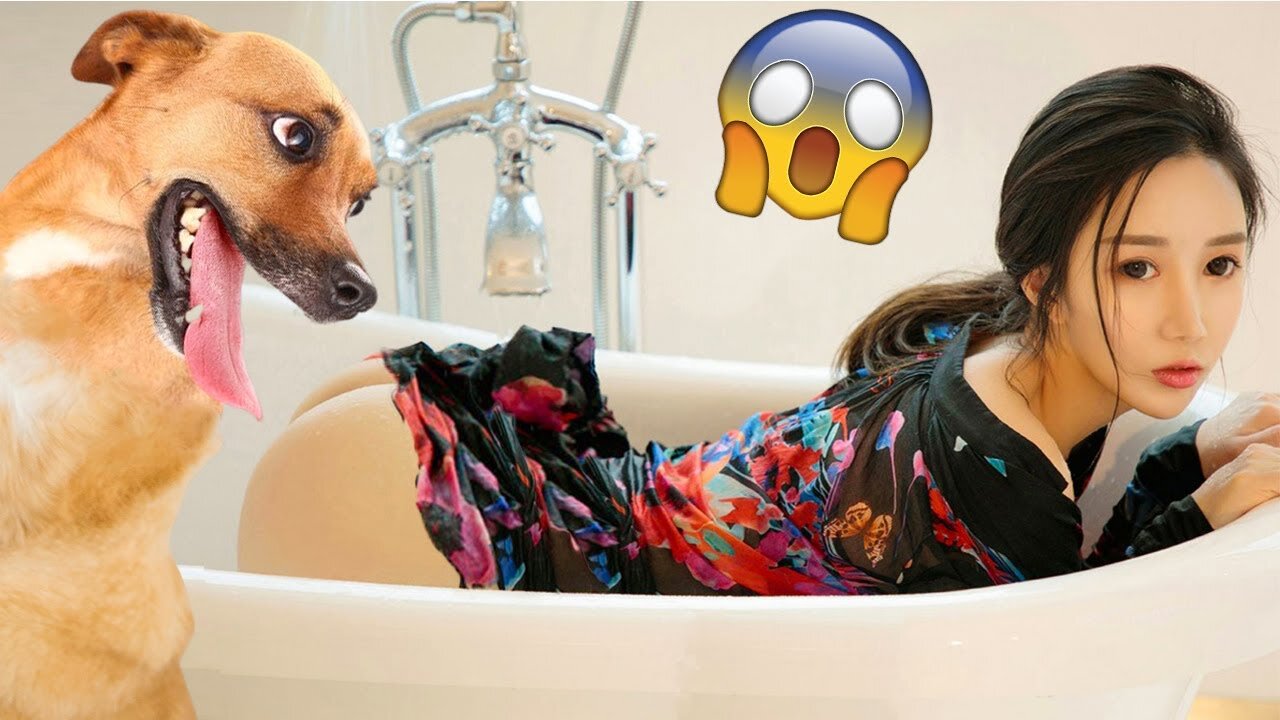 Funny Dogs And Cats #31 🤣 Funniest Animals Videos 2023🐶😺