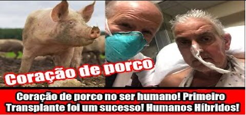 Coração de porco no ser humano! primeiro Transplante foi um sucesso! Humanos Híbridos
