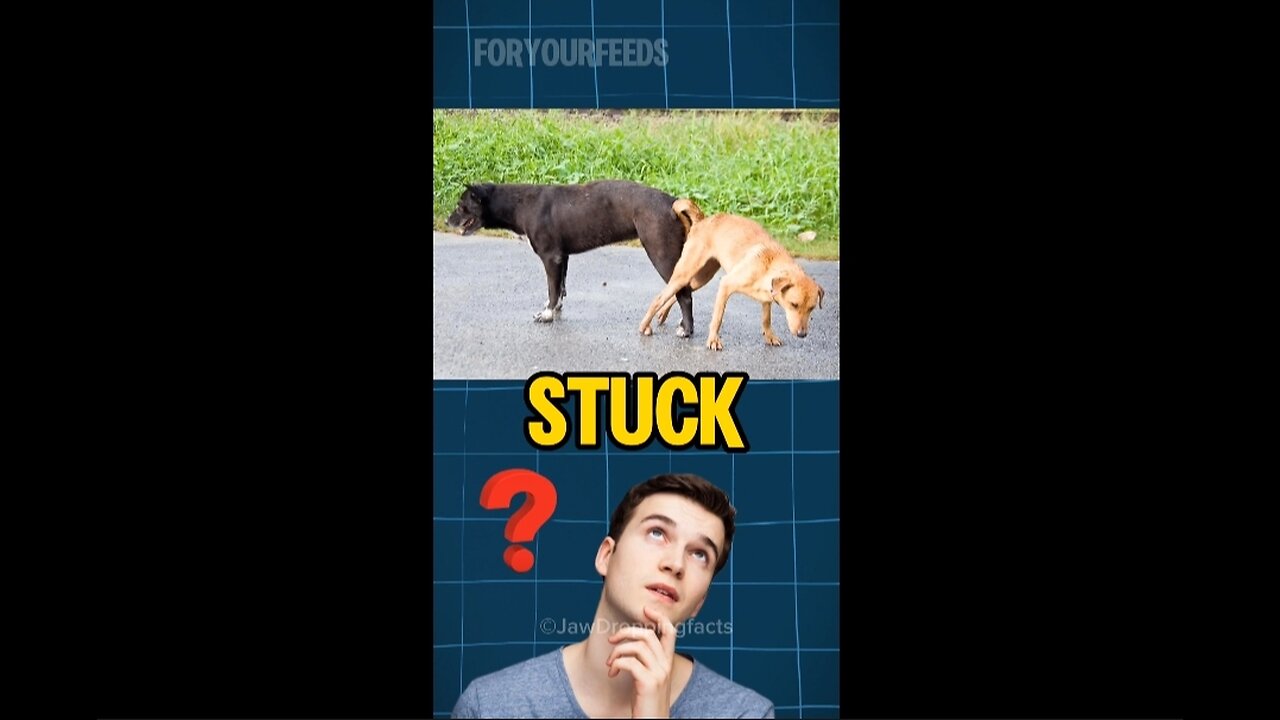 Why dogs get stuck after mating?