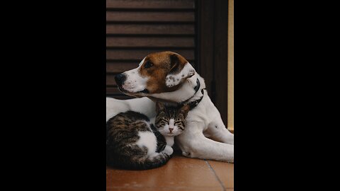 The Unlikely friendship: Astonishing Dog and cat duo! Short