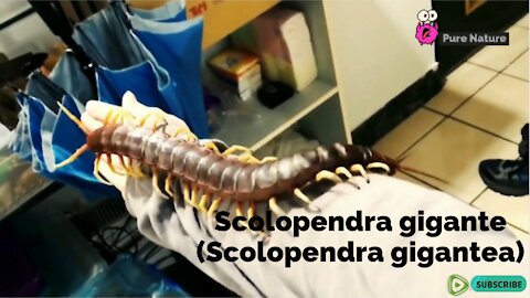 La scolopendra gigante (Scolopendra gigantea)