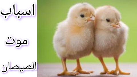 نقص التدفئة: كيف يؤثر البرد وسوء التغدية على صحة الصيصان؟