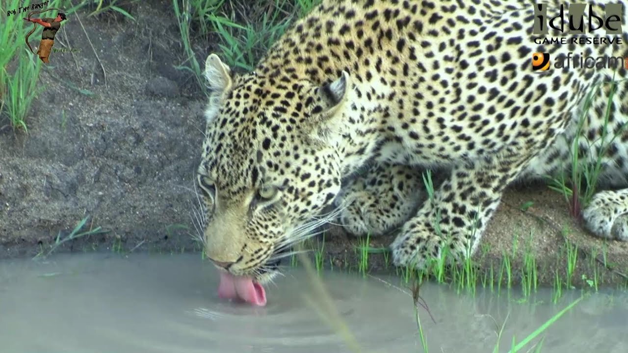 Young Male Leopard Drinks and Stalks Leopard Picture!